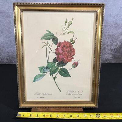 Framed Botanical Print "Rosa Indica Cruenta"