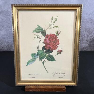 Framed Botanical Print "Rosa Indica Cruenta"