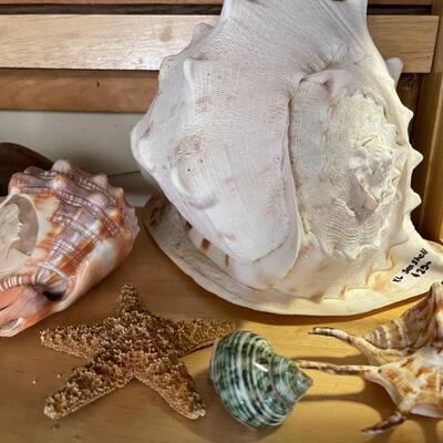 Sea shells 