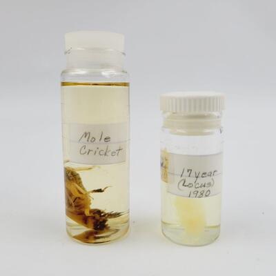 COLLECTABLE DEAD BUGS BUNDLE