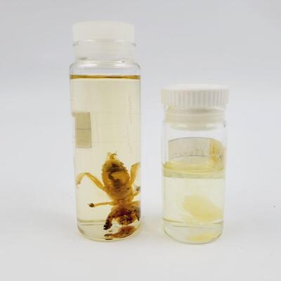 COLLECTABLE DEAD BUGS BUNDLE