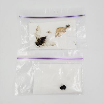 DEAD BUG BUNDLE #2