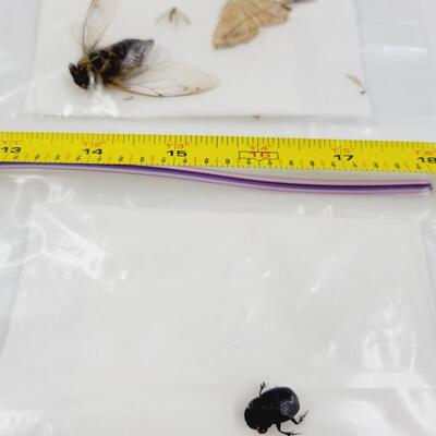 DEAD BUG BUNDLE #2
