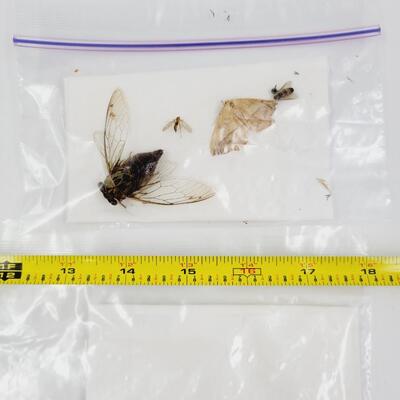 DEAD BUG BUNDLE #2