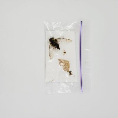 DEAD BUG BUNDLE #2