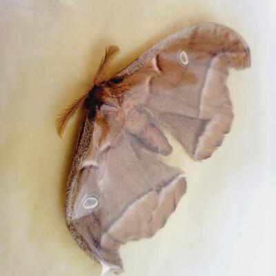 PRESERVED POLYPHEMUS MOTH