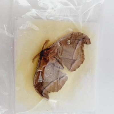 PRESERVED POLYPHEMUS MOTH