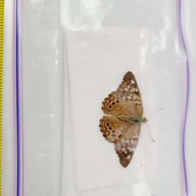PRESERVED MOTH BUNDLE