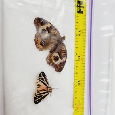 PRESERVED MOTH BUNDLE