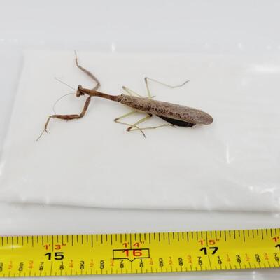PRESERVED PRAYING MANTIS