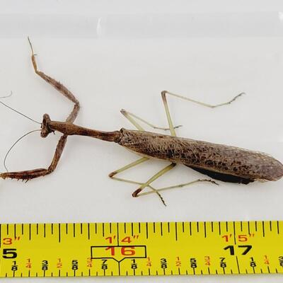 PRESERVED PRAYING MANTIS