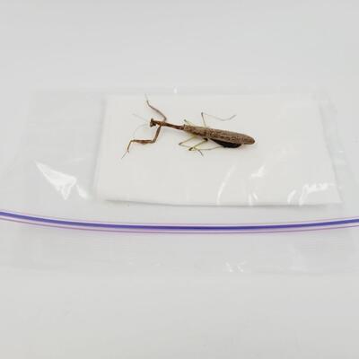 PRESERVED PRAYING MANTIS