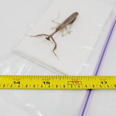 PRESERVED PRAYING MANTIS