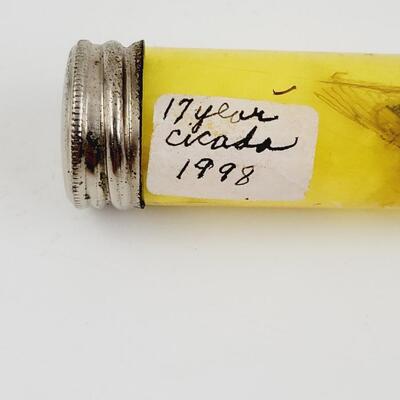 17 YR PRESERVED CICADA 1998