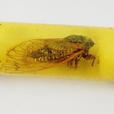 17 YR PRESERVED CICADA 1998