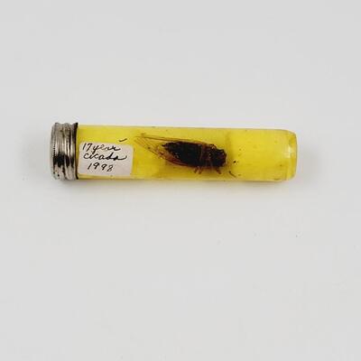 17 YR PRESERVED CICADA 1998