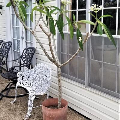 Lot #129  Potted PLUMERIA Tree - White Blossoms