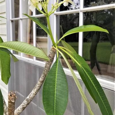 Lot #129  Potted PLUMERIA Tree - White Blossoms