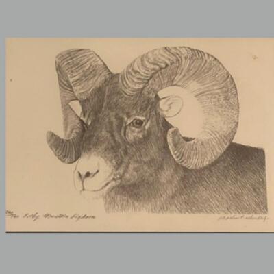 Four Framed Original Sketches - "Bighorn Collection" by Artist Charles Beckendorf