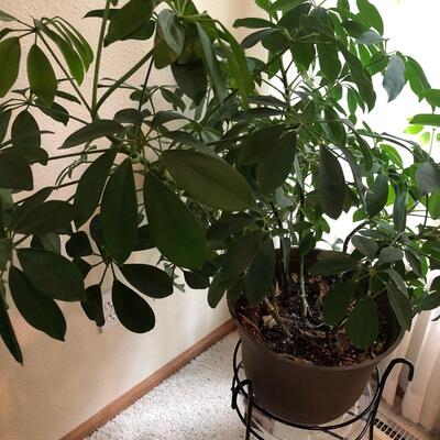 L9- Two Houseplants with stands