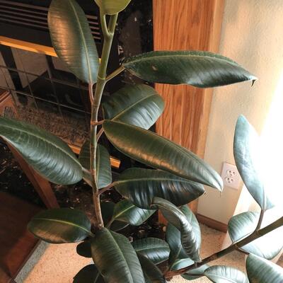 L14- Rubber Tree plant (real)