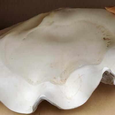 Giant Clam Shell