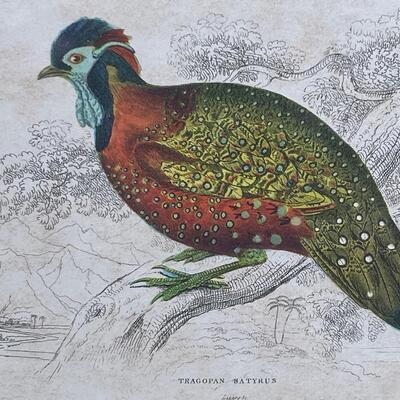 19th C Antique Hand-colored Etching Oriental Pheasant