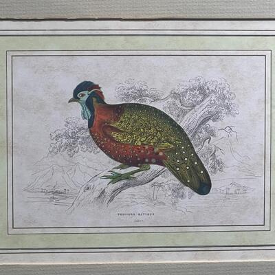 19th C Antique Hand-colored Etching Oriental Pheasant