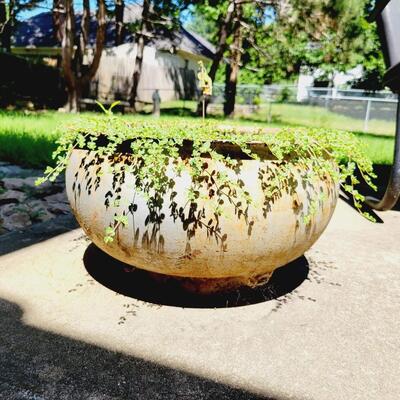 VINTAGE CAST IRON POT - PLANT INCLUDED