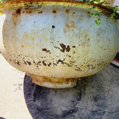VINTAGE CAST IRON POT - PLANT INCLUDED