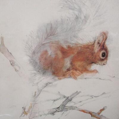 Signed Watercolor Picture Of A Squirrel