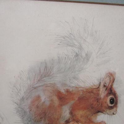 Signed Watercolor Picture Of A Squirrel