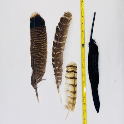 FLY AWAY FEATHER LOT
