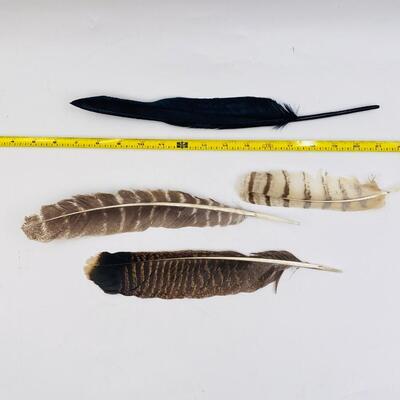 FLY AWAY FEATHER LOT