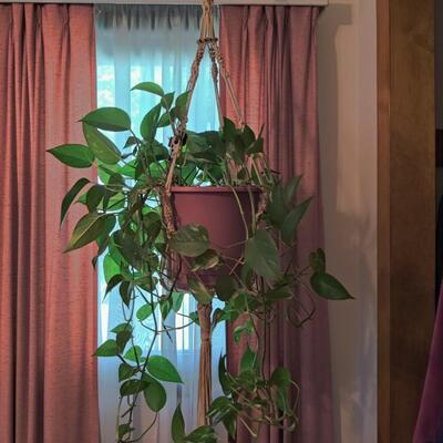 PHILODENDRON PLANT WITH HANGING MACRAME HOLDER