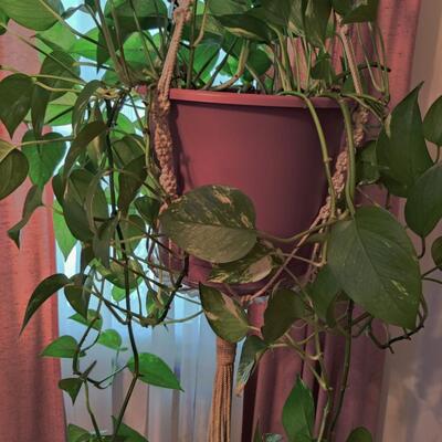 PHILODENDRON PLANT WITH HANGING MACRAME HOLDER