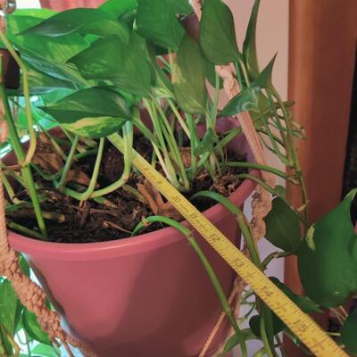 PHILODENDRON PLANT WITH HANGING MACRAME HOLDER