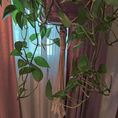 PHILODENDRON PLANT WITH HANGING MACRAME HOLDER