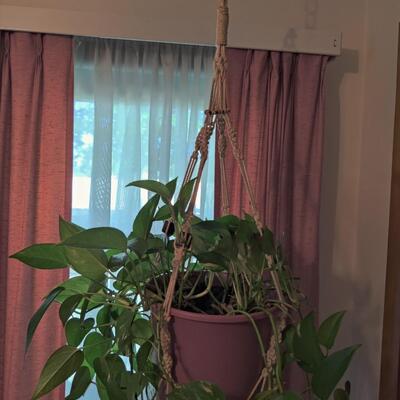 PHILODENDRON PLANT WITH HANGING MACRAME HOLDER