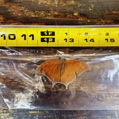 ANAEA BUTTERFLY COLLECTION