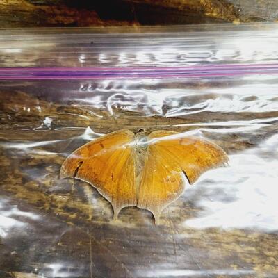 ANAEA BUTTERFLY COLLECTION