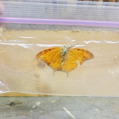 ANAEA BUTTERFLY COLLECTION