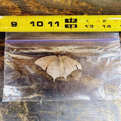 ANAEA BUTTERFLY COLLECTION