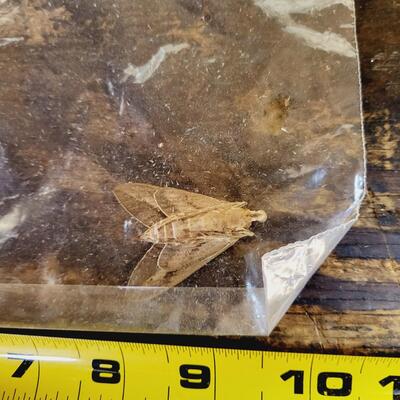 WHITE LINED SPHINX MOTH COLLECTION
