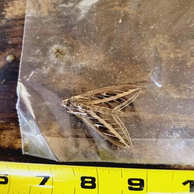 WHITE LINED SPHINX MOTH COLLECTION