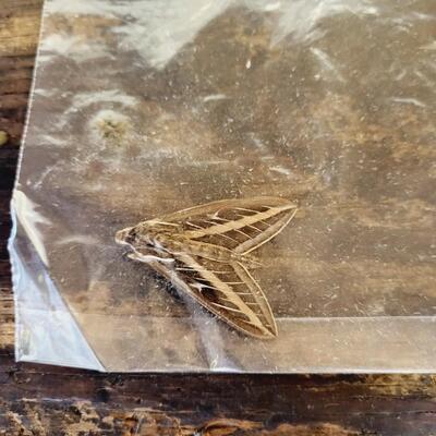 WHITE LINED SPHINX MOTH COLLECTION