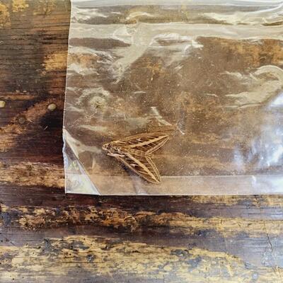 WHITE LINED SPHINX MOTH COLLECTION