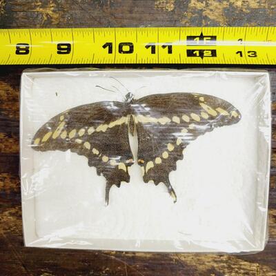 SCHAUS SWALLOWTAIL BUTTERFLY COLLECTED