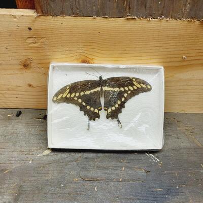 SCHAUS SWALLOWTAIL BUTTERFLY COLLECTED
