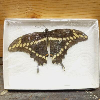 SCHAUS SWALLOWTAIL BUTTERFLY COLLECTED